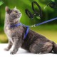 Kedi Tasması Kedi Tasması
