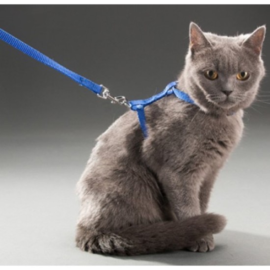 Kedi Tasması Kedi Tasması