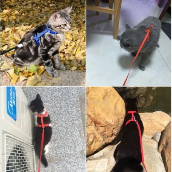 Kedi Tasması Kedi Tasması