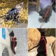 Kedi Tasması Kedi Tasması