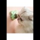 Yengeç Kedi Otu Oyun Topu Yengeç Kedi Otu Oyun Topu