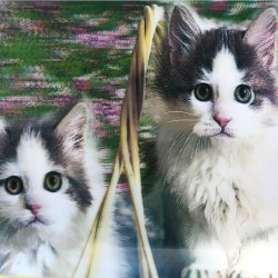 5D Elmas Boyama Kedi Tablosu