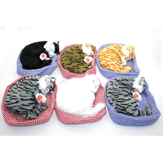 Horlayan Yastıkta Uyuyan Kedi Sesli Horlayan Yastıkta Uyuyan Kedi Sesli