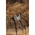 Otantik Kedi Tasarımlı Ayarlamalı Kadın Yüzük