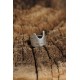 Otantik Kedi Tasarımlı Ayarlamalı Kadın Yüzük Otantik Kedi Tasarımlı Ayarlamalı Kadın Yüzük