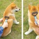 Plastik Saplı Metal Kedi Köpek Bakım Kıtık Tüy Topak Açıcı Tarak Plastik Saplı Metal Kedi Köpek Bakım Kıtık Tüy Topak Açıcı Tarak