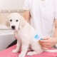 Kedi Köpek Tüy Toplayıcı Kendini Temizleyebilen Ergonomik Saplı Evcil Hayvan Tarağı Mavi Kedi Köpek Tüy Toplayıcı Kendini Temizleyebilen Ergonomik Saplı Evcil Hayvan Tarağı Mavi