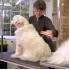 23 KG Üzeri Uzun Tüylü Köpekler İçin Tüy Toplayıcı Ergonomik Tarak