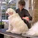 23 KG Üzeri Uzun Tüylü Köpekler İçin Tüy Toplayıcı Ergonomik Tarak 23 KG Üzeri Uzun Tüylü Köpekler İçin Tüy Toplayıcı Ergonomik Tarak