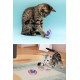 Yaylı Metal Fareli Kafes Kedi Oyun Topu Sıçrayan Spiral Kedi Topu Yaylı Metal Fareli Kafes Kedi Oyun Topu Sıçrayan Spiral Kedi Topu