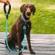 Reflektörlü Fosforlu Köpek Gezdirme Halatı Tasma Kayışı Metal Kancalı 130 cm Reflektörlü Fosforlu Köpek Gezdirme Halatı Tasma Kayışı Metal Kancalı 130 cm