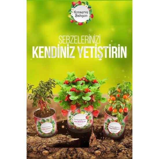Konserve Bahçem Evde Konservede Kekik Dağ Kekiği Yetiştirme Kiti Konserve Bahçem Evde Konservede Kekik Dağ Kekiği Yetiştirme Kiti