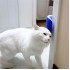 Pratik Kedi Tüyü Kaşıma Ve Tarama Aparatı Duvara Monte Kaşıma Aleti