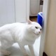 Pratik Kedi Tüyü Kaşıma Ve Tarama Aparatı Duvara Monte Kaşıma Aleti Pratik Kedi Tüyü Kaşıma Ve Tarama Aparatı Duvara Monte Kaşıma Aleti