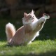 Yaylı Metal Fareli Kafes Kedi Oyun Topu Sıçrayan Spiral Kedi Topu Yaylı Metal Fareli Kafes Kedi Oyun Topu Sıçrayan Spiral Kedi Topu