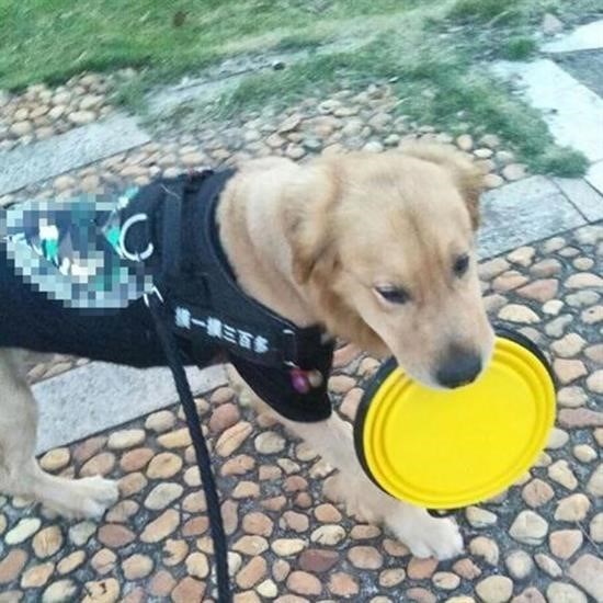 Katlanabilir Kedi Köpek Mama ve Su Kabı Köpek Oyuncağı Katlanabilir Kedi Köpek Mama ve Su Kabı Köpek Oyuncağı