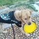 Katlanabilir Kedi Köpek Mama ve Su Kabı Köpek Oyuncağı Katlanabilir Kedi Köpek Mama ve Su Kabı Köpek Oyuncağı