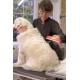 23 KG Üzeri Uzun Tüylü Köpekler İçin Tüy Toplayıcı Ergonomik Tarak 23 KG Üzeri Uzun Tüylü Köpekler İçin Tüy Toplayıcı Ergonomik Tarak
