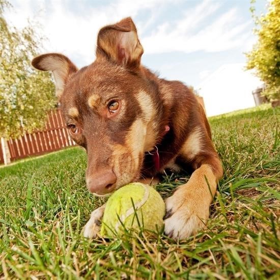 3lü Renkli Desenli Tenis Topu Kedi Köpek Oyuncağı 3lü Renkli Desenli Tenis Topu Kedi Köpek Oyuncağı