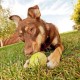 3lü Renkli Desenli Tenis Topu Kedi Köpek Oyuncağı 3lü Renkli Desenli Tenis Topu Kedi Köpek Oyuncağı