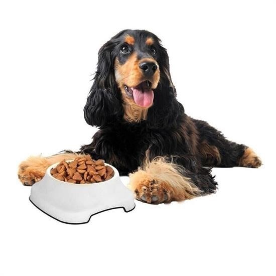 Silikon Kaydırmaz Taban Plastik Kedi ve Köpek Mama ve Su Kabı 2 L Silikon Kaydırmaz Taban Plastik Kedi ve Köpek Mama ve Su Kabı 2 L