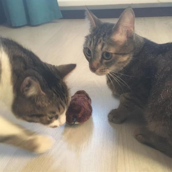 Kurmalı Kedi Eğitim Oyuncağı Tüylü Peluş Fare Yakalama İnteraktif Sevimli Eğlenceli Oyuncak Kurmalı Kedi Eğitim Oyuncağı Tüylü Peluş Fare Yakalama İnteraktif Sevimli Eğlenceli Oyuncak