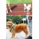 Reflektörlü Fosforlu Köpek Gezdirme Halatı Tasma Kayışı Metal Kancalı 130 cm Reflektörlü Fosforlu Köpek Gezdirme Halatı Tasma Kayışı Metal Kancalı 130 cm