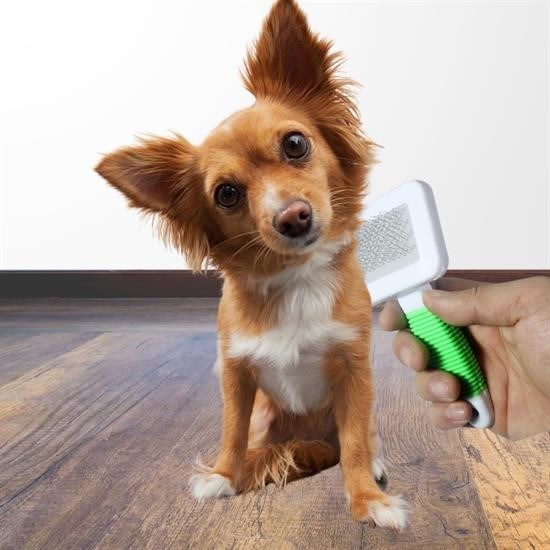 Kedi Köpek Telli Küçük Boy Tüy Bakım Seti Evcil Hayvan Tarama Fırçası Kedi Köpek Telli Küçük Boy Tüy Bakım Seti Evcil Hayvan Tarama Fırçası