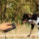 Ultrasonik Köpek Kovucu ve Eğitici Cihaz Ultrasonik Köpek Kovucu ve Eğitici Cihaz